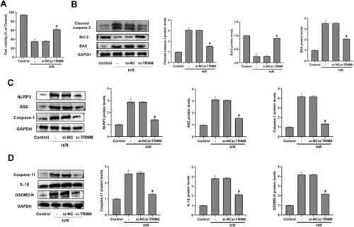 Figure 4 TRIM8 inhibition alleviated apoptosis and pyroptosis in HK-2 cells after H/R exposure. (A) TRIM8 knockdown improved cell viability in HK-2 cells exposed to H/R. (B) TRIM8 knockdown caused downregulation of Cleaved caspase-3 and BAX protein expression in H/R-stimulated HK-2 cells. The protein level of Bcl-2 was up-regulated in si-TRIM8 group versus si-NC group. (C and D) TRIM8 knockdown obviously decreased the levels of pyroptosis-related proteins, including NLRP3, ASC, Caspase-1, Caspase-11, IL-1β, and GSDMD-N. All results are from three independent experiments. Data are presented as mean +SD. *P < 0.05, relative to control group; #P < 0.05, relative to the H/R + si-NC group.