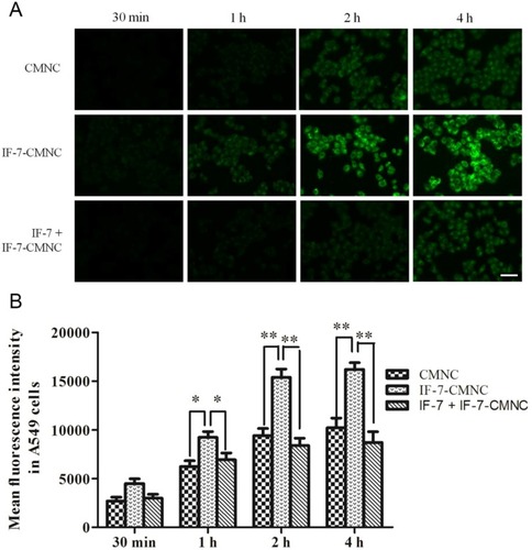 Figure 4 Qualitative and quantitative results of CMNC and IF-7-CMNC taken in by A549 cells. Cells pre-incubated with 100 μg IF-7 was served as control. (A) The cellular-uptake level of IF-7-CMNC by A549 cells was imaged at 0.5, 1, 2, and 4 hrs. Scale bar =100 μm. (B) The quantitative results of CMNC and IF-7-CMNC taken in by A549 cells analyzed by flow cytometry. (n=3). *p<0.05, **p<0.01.