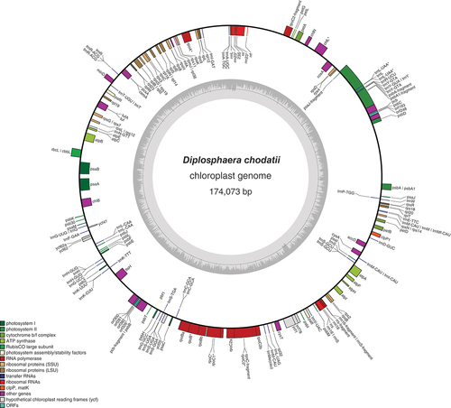 Fig. 4. Gene map of the draft chloroplast genome of the green alga Diplosphaera chodatii strain CS-1475. The inner graph represents the GC content. Transcription directions are as follows: clockwise if inside the circle and counterclockwise if outside the circle. An asterisk indicates the presence of at least one intron.