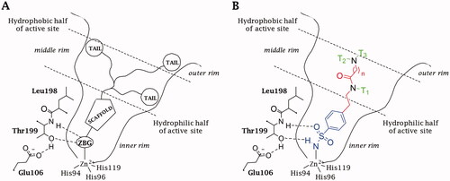 Figure 1. Schematic representation of the (A) “three-tails” approach for the design of zinc-binding CAIs. (B) Binding mode of a Three-Tailed Inhibitor (TTIs).