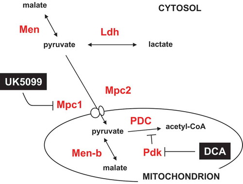 Figure 10. Summary diagram of steps in the pyruvate metabolic network targeted by drugs and RNAi. Metabolites are shown in black text, proteins in red, and drugs in white on black. Mpc1, Mpc2, Pdk, Men, Men-b and Ldh are shown by the systematic names from flybase. PDC – pyruvate dehydrogenase complex. For clarity, enzymes not targeted in the present experiments (such as pyruvate kinase and pyruvate carboxylase) are omitted.