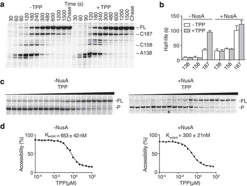 Figure 2. NusA-dependent transcriptional pausing in the thiC riboswitch.(A) Transcription kinetics experiments performed on the thiC riboswitch using 25 µM NTP, in presence of 50 nM NusA, and in absence and presence of 10 µM TPP. This specific NTP concentration was used to facilitate detection of pausing. Pause sites A138, C158 and C187, and full-length products (FL) are indicated on the right, and sampling times are indicated on top of the gel. (B) Quantification of the half-lives of all three transcriptional pauses in the presence of 50 nM NusA. Experiments were performed using 100 µM NTP in absence and presence of 10 µM TPP. Values obtained in the absence of NusA [Citation9] are shown for comparison. (C) Kswitch determination experiment using the SD probe [Citation9] in absence (-NusA) and presence (+NusA) of 50 nM NusA during transcription reactions (1 mM NTP). In vitro transcription experiments were performed using increasing TPP concentrations ranging from 100 pM to 100 µM. The full-length (FL) and cleavage products (P) are indicated on the right of the gel. (D) Quantification analysis of experiments shown in (C), yielding a Kswitch value of 653 ± 42 nM in absence of NusA and 300 ± 21 nM in presence of 50 nM NusA.