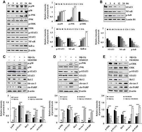 Figure 3 Effects of 18β-Gly on MAPK/STAT3/NF-κB signaling pathways in A549 cells. (A) Expression levels of p-p38, p-JNK, p-ERK, p-STAT3, NF-κB, and IκB-α were measured by Western blotting. (B) Expression levels of STAT3, NF-κB, and p-IκB in the nucleus were measured by Western blotting. (C) Expression levels of p-p38, p-STAT3, Bcl-2, cle-cas-3, and cle-PARP proteins in 18β-Gly and p38 inhibitor-treated A549 cells. (D) Expression levels of p-JNK, p-STAT3, Bcl-2, cle-cas-3, and cle-PARP proteins in 18β-Gly and JNK inhibitor-treated A549 cells. (E) Expression levels of p-ERK, p-STAT3, Bcl-2, cle-cas-3, and cle-PARP proteins in 18β-Gly- and ERK inhibitor-treated A549 cells. β-actin and Lamin B1 were served as the loading controls. *P < 0.05, **P < 0.01, ***P < 0.001 vs 0 h or 18β-Gly + MAPK inhibition.