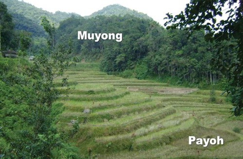 Figure 2. A typical view of Ifugao Rice Terraces showing muyong (woodlot) and payoh (rice terraces).