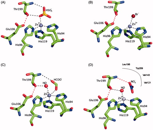 Figure 1. Structure of hCA II complexed with (A) bisulfite (tetrahedral geometry of Zn(II)), (B) bromide (distorted tetrahedral geometry of Zn(II)), (C) formate (trigonal bipyramidal geometry of Zn(II)) and (D) nitrate (inhibitor non-coordinated to the zinc)Citation10–13. The three protein zinc ligands (His94, 96 and 119) as well as the other two amino acid residues involved in the catalytic mechanism and binding of inhibitors, Glu106 and Thr199, are also evidenced.Citation1,Citation10.