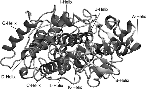 Figure 6 3D Structure of the CYP26A1 model. α-Helices are in red, β-sheets are in yellow, loops are cyan and coils are grey.