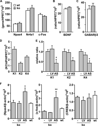 FIG 8 Activity-dependent gene expression is not modified in the hippocampus of DREAM knockout mice. (A to C) Real-time qPCR analysis of indicated transcripts in the hippocampus from wild-type (wt, n = 10) and DREAM-deficient (ko, n = 10) mice. Values are normalized with respect to HPRT mRNA content. Results are the means ± SEM of two separate experiments. No statistically significant differences were found. (D) Real-time qPCR analysis of KChIP transcripts (K1, -2, and -4, KChIP-1, -2, and -4) in primary cultured corticohippocampal DREAM−/− neurons under basal conditions. (E) Real-time qPCR analysis of KChIP transcripts in primary cultured corticohippocampal DREAM−/− neurons under basal conditions or after transduction with empty (LV) or antisense KChIP-2 lentiviral vector (AS). The results are expressed relative to the basal expression level of the respective KChIP. *, P < 0.05 versus respective basal expression level (one-way ANOVA, Dunnett's multiple comparison test). (F) Real-time qPCR analysis of Npas4, c-fos, and CREB mRNA in corticohippocampal primary cultured neurons from DREAM−/− embryos under basal conditions (-) or 6 days after infection with the indicated lentiviral vector. The increases in Npas4 and c-fos levels following KChIP knockdown are not observed in CREB mRNA levels. For comparison, no significant changes in Npas4, c-Fos, or CREB mRNA levels were observed under basal conditions in DREAM−/− versus wt cultured neurons. Values are normalized with respect to HPRT or β-actin mRNA content. Results are the means ± SEM from three separate cultures in triplicates. *, P < 0.05, and **, P < 0.01, versus the respective basal expression level (one-way ANOVA, Dunnett's multiple comparison test).