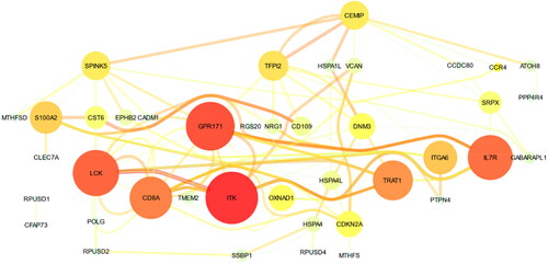Figure 4. Co-expression network for the 33 selected genes from GeneMania. The size of the nodes indicates the co-expression degree between genes. The thickness of the edges indicates the weight of co-expression. The red-yellow color of the nodes/edges indicates the degree/weight, respectively.