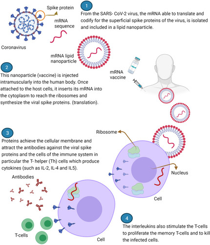 Figure 1 Scheme of mechanism of action of vaccines Pfizer-BioNTech and Moderna. Created with BioRender.com.