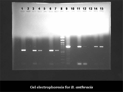 Figure 2 Gel electrophoresis for B. anthracis.