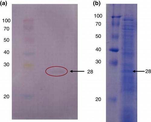 Figure 7. Development of monospecific diagnostic antibody against solubilised teliosporic diagnostic antigen of 28 kDa (a) Western blot of solubilised teliosporic proteins with monospecific antibody and (b) Commasaie brilliant blue stained solubilised teliosporic protein of teliospore of T. indica.