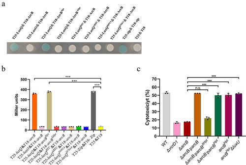 Figure 4. The Hpt domain of ArcB is required for its interaction with LuxQ. (a) plasmid vectors carrying the indicated T18 and T25 constructs were transformed to BTH101. Individual colonies were grown in LB at 30°C for 12 h under aerobic growth conditions and then patched on LB medium supplemented with amp, Kan, X-Gal, and 0.5 mM IPTG. Plates were incubated at room temperature for at least 12 h. T25-zip & T18-zip were used as positive controls, and T25 & T18 empty vectors were used as negative controls. The data are representative of three independent experiments. (b) determination of β-galactosidase activity. Bacteria were cultured to a cell density of 0.5 (OD600) under aerobic conditions, and aliquots from cultures were resuspended with Z buffer. Cultures were lysed with SDS and chloroform. The reaction was stopped by the addition of Na2CO3 before OD420 measurements were taken. The Miller unit was defined as β-galactosidase activity unit of the culture. T25-zip & T18-zip were used as positive controls, and T25 & T18 empty vectors were used as negative controls. The data are the means ± SD from a representative experiment repeated in triplicate. Statistical significance was calculated using one-way ANOVA analysis. *** indicate significance compared to negative controls (P < .0005). (c) LDH assay results (% cytotoxicity) for HeLa cells infected with different strains, including WT strain, indicated mutant strains, and complementation strains. The pBBR1MCS–1 plasmid was used for all complemented strains. All strains were incubated under aerobic conditions before infection. The data are the means ± SD from a representative experiment repeated in triplicate. Statistical significance was calculated using one-way ANOVA analysis. *** indicate significance compared to ΔarcB (P < .0005); n.s. indicate not statistically significant for complementation strains compared to ΔarcB.