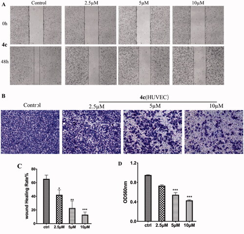 Figure 9. Effects of compound 4c on the migration and invasion of HUVEC. (A) Images of HUVEC migration inhibited by 4c; (B) Suppressing effects of 4c on the invasion of HUVEC; (C) Histograms display the percentage of healing cells; (D) Histograms display the percentage of invasion cells.