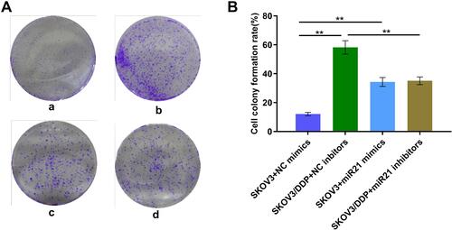 Figure 3 (A) Clonal proliferation assay of SKOV3 cells. a: SKOV3+NC mimics group; b: SKOV3/DDP+ NC inhibitors group; c: SKOV3+ miR21 mimics group; d. SKOV3/DDP+ miR21 inhibitors group. (B) Quantitative analysis of cell clone proliferation rate. **P <0.01.