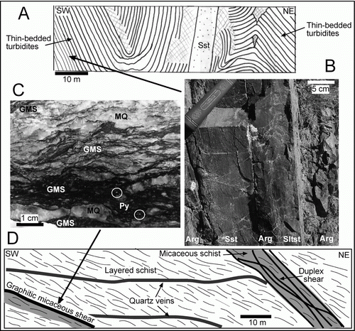 Figure 3  Structural and lithological setting of sample collection sites for this study. A, Cross-section through the low-grade turbidites sampled for framboidal pyrite. B, Outcrop photograph of thin-bedded turbidites (grid reference NZTM 1354334 5024550) that contain framboidal pyrite. Bedding is near-vertical; Mdst, mudstone; Sst, sandstone; Sltst, siltstone. C, Photograph of sawn face of a hand specimen from the graphitic micaceous shear (GMS) in the Golden Bar pit, Macraes mine (grid reference NZTM 1407243 4968355). Black shear seams anastomose through the rock and disrupt micaceous laminae (dark) and metamorphic quartz–albite segregations (MQ). Circled white dots are prominent pyrite porphyroblasts (Py). D, Sketch cross-section through the base of the Golden Bar pit (partly after Jones et al. 2007), showing the sampled graphitic micaceous shear in relation to other mineralized features.