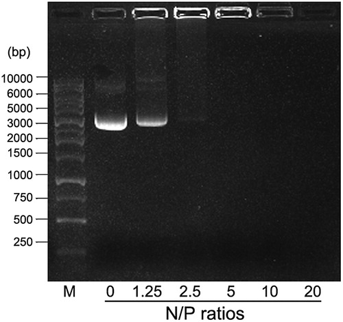 Figure 1. DNA binding analysis of 25 kDa PEI by gel retardation assay. M: DNA marker; the values 0, 1.25, 2.5, 5, 10, and 20 denote different N/P ratios.