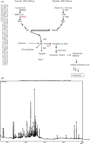 Figure 1. (a) Schematic view of artemisinin biosynthetic pathway with other competitive steps in Artemisia annua L. plants (adapted from MaujiRam et al. Citation2010). (b) GC–MS profile of isoprenoids from non-transgenic A. annua L. plants.