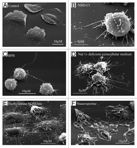 Figure 1. Formation of TVE in human neutrophils upon adhesion to the fibronectin-coated substrata. Scanning electron microscopy images of human neutrophils plated onto fibronectin-coated substrata for 20 min at 37°C: (A) in control conditions; (B) in the presence of inhibitor of V-ATPase NBD-Cl (100 µm); (C) in the presence of BPB (10 μM); (D) in the extracellular medium, where Na+ ions were substituted with K+ ions; (E) in the presence of the NO donor diethylamine NONOate (1 mM) or (F) microbial alkaloid staurosporine (200 nM).Citation8,Citation26-Citation28