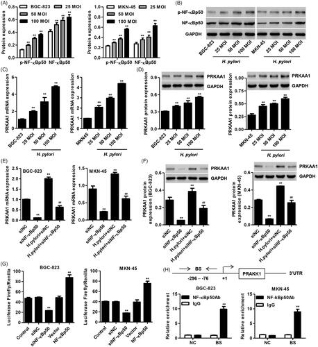 Figure 1. Helicobacter pylori infection in GC cells promotes PRKAA1 expression through targeting NF-κBp50. BGC-823 and MKN-45 cells were infected with H. pylori (25, 50, and 100 MOI), and the protein expression of p-NF-κBp50 and NF-κBp50 (A, B) as well as the PRKAA1 expression (C, D) was measured by Quantitative Real-time PCR or Western blot assay, respectively. **p < .01 compared with BGC-823 or MKN-45 cells without H. pylori infection. (E, F) BGC-823 and MKN-45 cells were transfected with NF-κBp50 siRNA in the absence or presence of H. pylori infection and the PRKAA1 expression was measured by Quantitative Real-time PCR and Western blotting assay, respectively. **p < .01 compared with siNC. ##p < .01 compared with H. pylori + siNC. (G) BGC-823 and MKN-45 cells were transfected with siRNA-NF-κBp50 or transduced with pLVX-Puro-NF-κBp50 and the transcription activity of PRKAA1 was measured by dual-luciferase analysis. **p < .01 compared with control. (H) The ChIP assay showed that NF-κBp50 bound to PRKAA1 promoter. Top: Schematic diagram of primers for ChIP analysis. 3′UTR served as a negative control (NC). Bottom: ChIP assays were carried out in BGC-823 and MKN-45 cells. BS: binding site. **p < .01 compared with control or IgG.