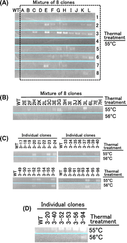 Fig. 4. Screening of the site saturation mutagenesis library of MMLV RT.