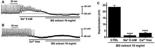 Figure 3. Effects of external Na+ (5 mM) or Ca2+-free solution on BG extract-induced ICC pacemaker potential depolarization. (A and B) In case of external Na+ or Ca2+-free solution, BG extract did not depolarize the pacemaker potential. (C) Responses to BG extract are summarized. Mean ± SEs. **P < 0.01. BG: Black garlic. CTRL: Control.