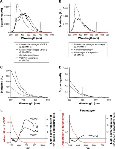 Figure 3 Spectroscopic analysis: light scattering of NP-loaded cells, control cells (RAW 264.7 macrophage cell line) and NP in suspension, depending on the wavelength.Notes: VSOP (left) and ferumoxytol (right) in suspension demonstrate only minimal light scattering (A, B) (red lines), especially above 600 nm (C, D is an enlargement of A, B). The control macrophages scatter especially below 450 nm (dotted black lines). Suspensions of NP-loaded cells (calculated concentrations for 2×106 cells per 500 µL for VSOP 1 7.1±1.5 pg Fe/cell; VSOP 2 12±1.5 pg Fe/cell; ferumoxytol 6.6±2 pg Fe/cell) in final iron concentrations comparable to the NP suspensions increase the scattered light substantially, especially at wavelengths above 450 nm, including the near-infrared region (>700 nm; C, D). The absorption spectra of the NPs in suspension are given in panels (E) and (F) (red lines), running inversely to the light scattering ratio of NP-loaded vs unloaded macrophages (black lines). The high light absorption of the NP in the UV range might explain the lower scattering signal of the NP-loaded macrophages below 400 nm wavelength.Abbreviations: AU, arbitrary units; NP, nanoparticle; UV, ultraviolet; VSOP, very small iron oxide particles.