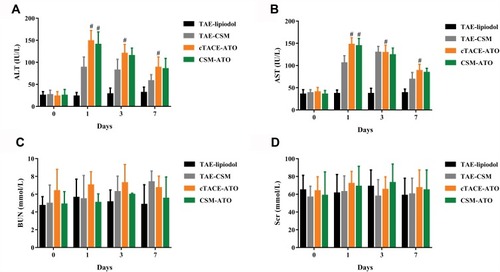 Figure 6 Comparison of liver and kidney function indexes. ALT (A) and AST (B) levels were increased at 1-day post treatment and then decreased over time both in the CSM-ATO and cTACE-CSM groups, and no difference of ALT or AST level between the two groups was observed at each time point. As for BUN (C) and Scr (D), they remained at baseline levels in the CSM-ATO and cTACE-ATO groups post treatment and no difference was observed between the two groups either. Comparison among the four groups at the same time point and among different time points in the same group was determined by One-way ANOVA, followed by Tukey’s multiple comparisons test. P < 0.05 was considered significant. #Comparison between the CSM-ATO and TAE-CSM groups was significant, or comparison between the cTACE-ATO and TAE-lipiodol groups was significant.Abbreviations: ALT, alanine transaminase; AST, aspartate transaminase; BUN, blood urea nitrogen; Scr, serum creatinine; ATO, arsenic trioxide; CSM, CalliSpheres Microspheres; cTACE, conventional transcatheter arterial chemoembolization; TAE, transcatheter arterial embolization; NC, negative control.