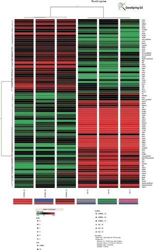 Figure 4. Hierarchical clustering of dysregulated genes conducted using GeneSpring GX. Control groups comprise: Control A, Control B and Control C. Heat-stressed groups comprise: SJ G, SJ H, and SJ I. Red and green colours in the heat map represent up-regulation and down-regulation relative to control, respectively.