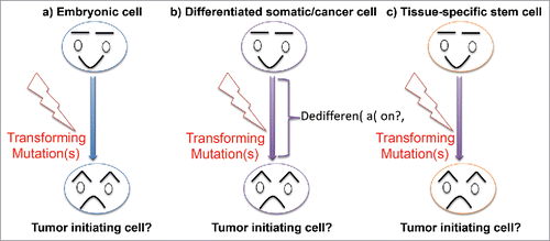 Figure 1. CSCs can originate by different mechanisms. CSCs can theoretically emerge by mutations on embryonic stem cell populations and therefore lead to the formation of embryonic tumors (a). In addition, the embryonal rest theory speculated that undifferentiated remnants of developmental processes could contribute to tumor initiation. The prevailing theories for adult tumor formation speculate that accumulation of mutations might lead to the dynamic reversion of a differentiated phenotype into a malignant stem cell-like state (b). Alternatively, the similarities between CSCs and adult stem cell populations bring about the possibility that mutations directly affecting tissues-specific progenitor cells underlie CSC generation (c). Nowadays, it is hardly believed that a single hypotheses bears true for all different tumor types. Instead, different mechanisms might underlie the appearance of CSCs in a tumor, or even patient, specific manner.