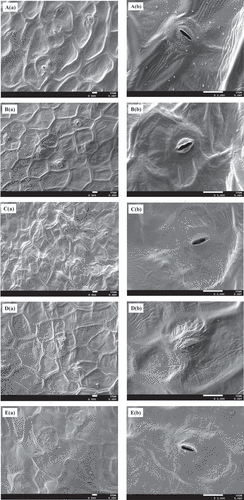 Figure 2. Morphology of cabbage slices treated by different freezing processing observed by SEM (a: fresh cabbage slices, b: color protecting+blanching, c: Color protecting + blanching + −20°C quick-frozen + stored at −18°C, d: Color protecting + blanching + dry ice quick-frozen + stored at −18°C, e: Color protecting + blanching + −60°C quick-frozen + stored at −18°C; a: 500×, b: 2000×)