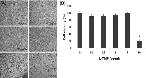 Fig. 2. Effects of L-TMP on the proliferation of NHMs.