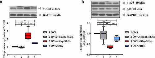 Figure 6. Rhy-SLNs protected airway from OVA-induced damage through the upregulation of SOCS1 by repressing the p38 signaling pathway. Mice were subcutaneously injected with 20 μg OVA mixed with 1 mg aluminum hydroxide on days 0, 14, 28, and 42 and administrated aerosolized 1% OVA (w/v) by inhalation from day 21 to day 42. Mice were intraperitoneally injected with 20 mg/kg Rhy-SLNs or 20 mg/kg Rhy at one hour before the airway challenge with OVA. a and b, western blot bands of SOCS1, p-p38, and p38. n = 6 in each group. *p < 0.05, **p < 0.01. OVA, ovalbumin; Rhy, rhynchophylline; Rhy-SLNs, rhynchophylline-solid lipid nanoparticles; SOCS1, suppressor of cytokine signaling 1