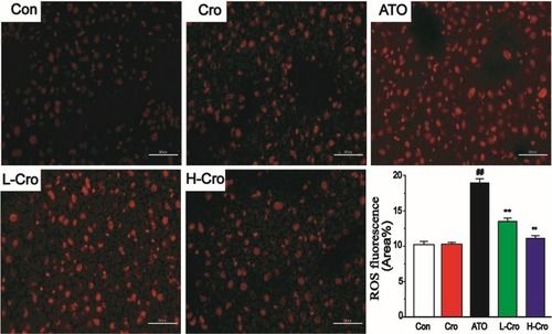 Figure 5 Fluorescent images of dichlorofluorescein staining for ROS from rats of different groups. Hepatic tissue obtained from control rats (Con), crocetin alone group (Cro), ATO-treated rats (ATO), low-dose crocetin (L-Cro), and high-dose crocetin (H-Cro) groups. Scale bar = 50 µm (magnification 400×). The values were expressed as the mean ± SD (n = 3). ##p < 0.01 compared to control, **p < 0.01 compared to the ATO-treated group.