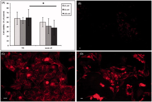 Figure 5. Exposure of HEp-2 cells to Neem oil-based NEs. HEp-2 cells were treated with NEs or free Neem oil as described (see Methods). The OD values obtained by MTT assay for treated cells were converted into numbers of cells on a standard curve and expressed as percentages of untreated controls. Bars represent the mean of three independent experiments ± SD. *p < .05 (Panel A). Fluorescence microscopy images of HEp-2 control cells exposed to free Nile red (Panel B) and HEp-2 cells exposed to Nile red-loaded NEs for 7 (Panel C) and 24 h (Panel D) obtained by fluorescence microscopy as described (see Methods). Scale bar: 10 μm.