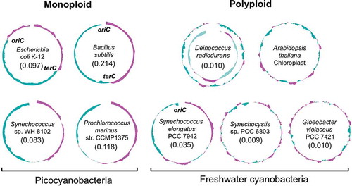 Figure 3. Comparison of the GC skews in mono- and polyploid organisms.