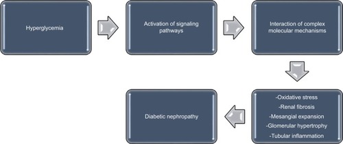 Figure 1 A schematic representation of the pathogenesis of diabetic nephropathy.