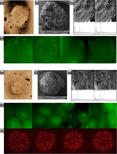 Figure 1. Micrographs of F1 and F2 microcapsules. a: Optical image of F1, b: SEM image of F1, c: Surface sites with corresponding EDXR spectral analysis of F1, d: Confocal images of stained cells of F1 microcapsules, e: Optical image of F2, f: SEM image of F2, g: Surface sites with corresponding EDXR spectral analysis of F2, h: Confocal images of stained cells of F2, and i: Confocal images of fluorescent UDCA images of F2 microcapsules. a and e: Scale 40 ±. d and h: Scale 10 3.