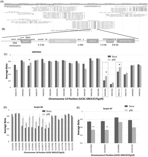 Figure 6. DNA methylations in the serpin gene. (A) Gene browser image showing the locus that clusters various serpin genes in humans. Model showing various DNA methylation sites as well as the exons/intron regions of serpina1 (B). Evaluation of all the DNA methylation sites on the serpina1 gene is shown as a bar graph in (C). Data presented are representation of samples from four controls non SS Sicca and four pSS samples performed in duplicate. Error bars represent means ± SD and * indicates p < .05. Evaluation of DNA methylation sites on the serpin B5 (D) and serpin A7 (E) gene are shown as bar graphs. Error bars represent means ± SD and * indicates p < .05.