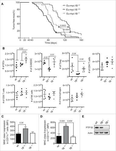 Figure 1. Effect of PTP1B phosphatase on the antitumor immune response in Eμ-myc mouse model of B cell lymphoma. (A) Tumor-free mice curve of Eμ-myc mice crossed with full body PTP1B KO (Eμ-myc:1B−/−), Het (Eμ-myc:1B+/−) or wt mice (n = 22 per group). Quantification of immune cells infiltrated at the tumor site: (B) Absolute number of immune cells infiltrated in the tumor site. DCs (CD11c+), granulocyte-derived myeloid suppressor cells (G-MDSC: CD11b+/Gr-1+/Ly-6G+), regulatory T cells (Treg: CD4+/FoxP3+), CD4+ T cells (CD4+/CD3+), CD8+ T cells (CD8+/CD3+), NK cells (NK1.1+/CD3−) and macrophages (F4/80) (n = 4). Expression of MHCI/II on tumor-infiltrated DCs. (C) MHC class I. (D) MHC class II (n = 4). (E) PTP1B expression in CD11c+ cells isolated from the bone marrow of Eμ-myc:1B−/−, Eμ-myc:1B+/−or wt mice. The results are representative of three independent experiments. The comparisons were determined using One-Way ANOVA (Holm–Sidak multiple comparison test) for parametric and Dunn's multiple test for non-parametric. p values are indicated.