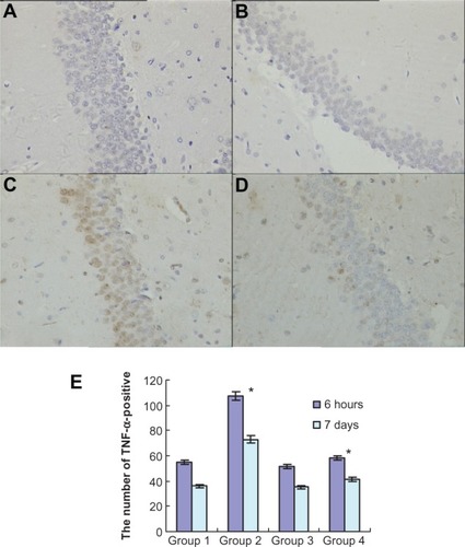 Figure 5 Atorvastatin attenuated TNF-α expression in the hippocampus of Aβ1-42-treated rats. The upper panel shows TNF-α-positive cells in the rat hippocampus, detected by immunohistochemistry on day 7 after Aβ injection (original magnification × 400). (A) Control group (Group 1); (B) atorvastatin control group (Group 2); (C) AD group (Group 3); and (D) atorvastatin-treated AD group (Group 4). (E) The lower panel shows the counted number of TNF-α-positive cells in rat hippocampus.