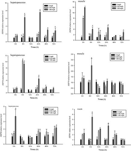 Figure 5. Effect of ammonia-N on the relative expression of HSP60, HSP70, and HSP90 of muscle and hepatopancreas in M. rosenbergii. Notes: The different lowercase mean significant difference at same time (p<.05), no lowercase mean no significant differences at same time (p>.05).