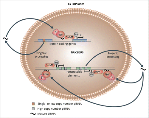 Figure 5. Hypothetical piRNA-dependent DNA methylation induction model. Following biogenic processing to their mature forms, a subset of single and low copy piRNAs may be capable of re-entering the nucleus and preferentially binding to complementary genic DNA or nascent mRNA, which may in turn lead to the induction of methylation at adjacent CpG sites and changes in transcriptional activity. In contrast, a higher proportion of high copy piRNAs, which are more likely to be derived from and share sequence similarity with transposable elements, may specialize in transposon regulation, which could encompass methylation-mediated transcriptional silencing.