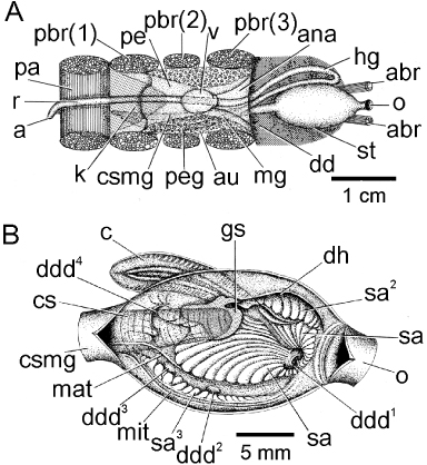 Figure 8. Modiolus modiolus. (A) The course of the intestine, as seen from above; and (B) the interior architecture of the stomach as seen from the right side (for abbreviations see Functional morphology section).