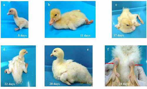 Figure 3. The gross clinical signs of Cherry Valley Pekin ducks at different days post-infection of rJNm. These signs included the inability to stand and move, lameness, one or both legs stretching back or outwards, protruding tongues, delayed molt (A-E), red and swollen metatarsus (F).