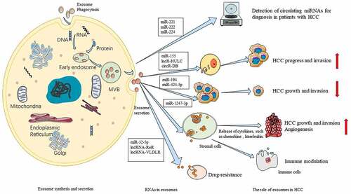 Figure 2. Roles of RNAs from hepatocellular carcinoma (HCC)-derived exosomes. Exosomes mediate the transport of various RNAs. Exosomes-associated miRNAs, such as miR-221, miR-222, and miR-224 can be potential diagnostic biomarkers for HCC. miR-155, lncR-HULC, and circR-DB promote HCC progression and invasion, whereas miR-194 and miR-424-5p suppress HCC growth and invasion. Exosome-associated RNAs, such as miR-1247-3p, which are transferred from the donor cells, can regulate stromal cells, such as cancer-related fibroblasts. The secretion of cytokines, such as chemokine and interleukins from the exosomes promotes HCC growth and invasion, including angiogenesis. miR-32-5p, lncRNA-RoR, and lncRNA-VLDLR are involved in the development of drug-resistance.Citation131Citation132Citation133Citation134Citation135