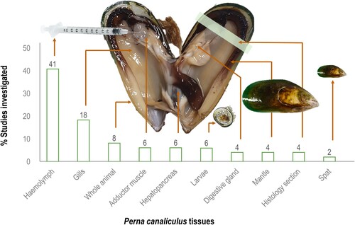 Figure 1. Summary of the different tissues and samples utilised in Perna canaliculus research when investigating mussel immunity, environmental stressors, or associated factors or threats.