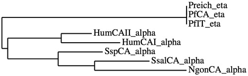 Figure 1. Phylogenetic tree constructed using amino acid sequences of the α- and η-CAs from selected prokaryotic and eukaryotic species. The tree was generated using the program PhyML 3.0 (Montpellier (France) Bioinformatic platform). Class, organisms, accession numbers and cryptonyms of the sequences used in the alignment have been indicated in Table 1.