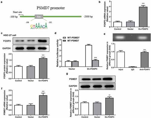 Figure 4. Transcriptional activation of PSMD7 by FOXP3. (a) FOXP3 binding sites on PSMD7 promoter, predicted by JASPAR. (B&C) FOXP3 expression after transfection of Ov-FOXP3 in HGC-27 cells, detected by qPCR and Western blot. ***P < 0.001 vs Vector (d) Luciferase activity in cells transfected with Vector/Ov-FOXP3 and WT/MT-PSMD7, detected by dual-luciferase reporter assay. (e) PSMD7 enrichment after immunoprecipitation with Anti-FOXP3 or IgG, detected by ChIP assay. ***P < 0.001 vs IgG (F&G) PSMD7 expression in cells transfected with none, Vector or Ov-FOXP3, detected by qPCR and Western blot. **P < 0.01, ***P < 0.001 vs Vector.