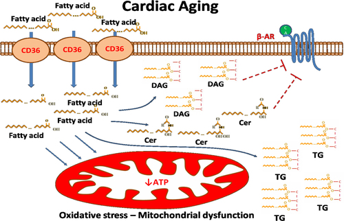 Fig. 2 Cardiac lipotoxicity contributes to cardiac aging by promoting formation of toxic lipids, ceramides (Cer), and diacylglycerols (DAGs) that compromise β-AR function and by causing mitochondrial dysfunction.