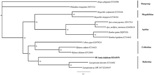 Figure 1. Phylogenetic relationships of Nomia chalybeata were constructed using PCGs sequences from 13 species. GeneBank No. is displayed behind each species name.